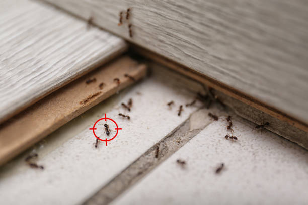 Best Bed Bug Extermination  in Osseo, MN