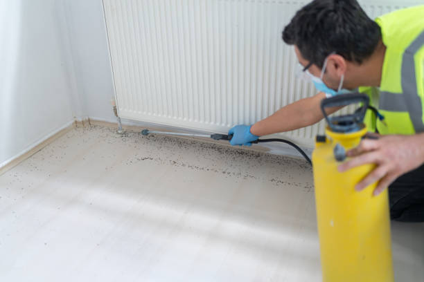 Best Termite Control Services  in Osseo, MN