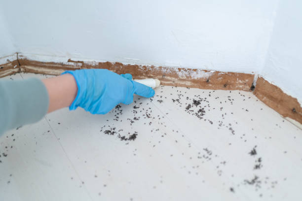 Best Cockroach Control Services  in Osseo, MN